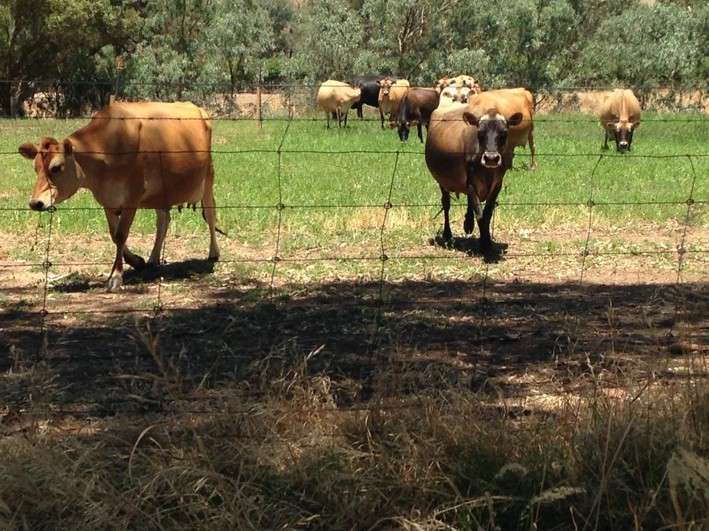 Dairyman'S Cottage Lyndoch Екстериор снимка