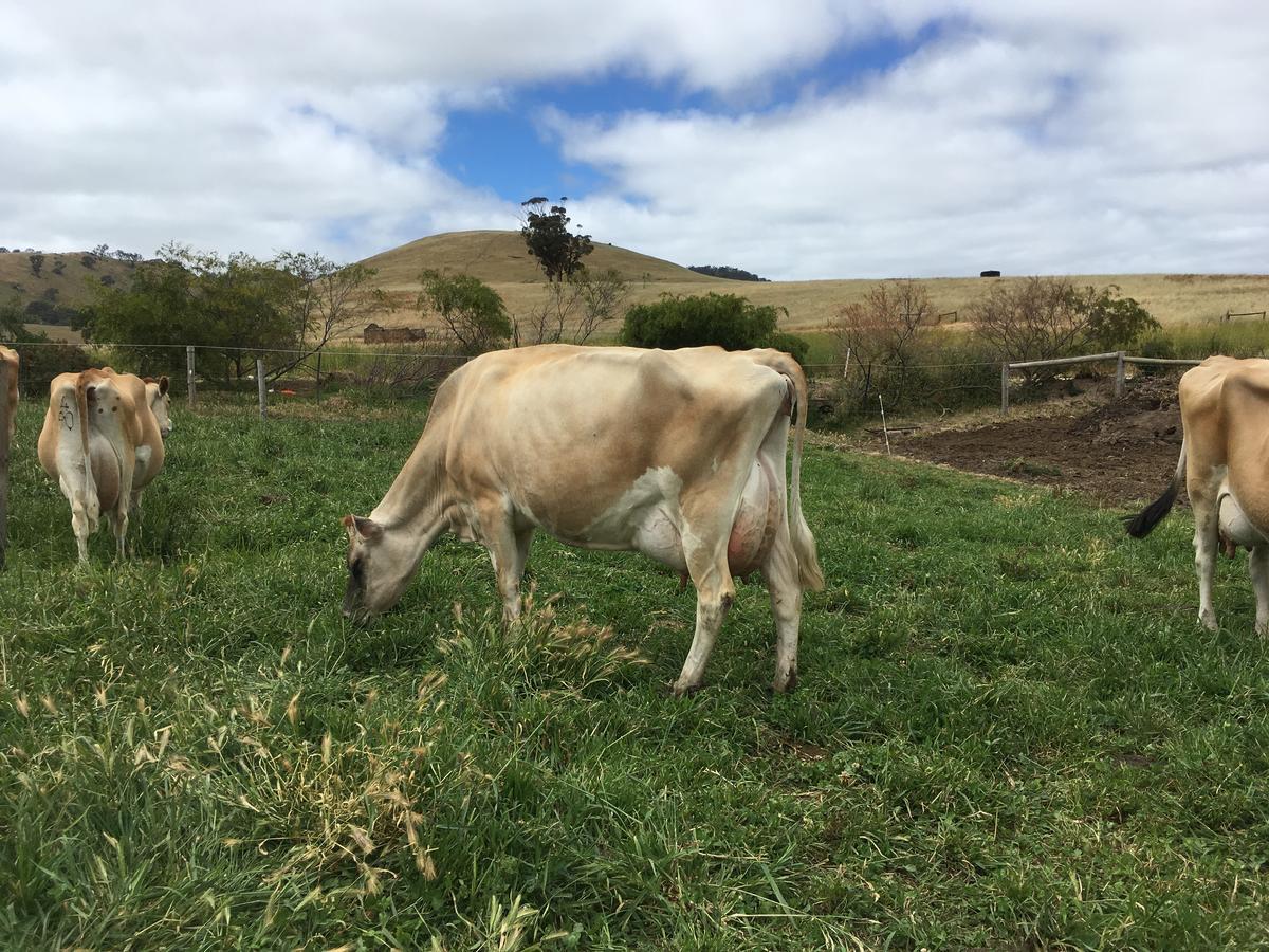 Dairyman'S Cottage Lyndoch Екстериор снимка