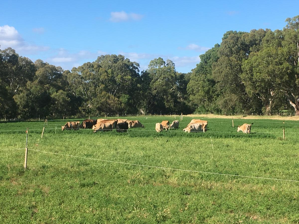 Dairyman'S Cottage Lyndoch Екстериор снимка